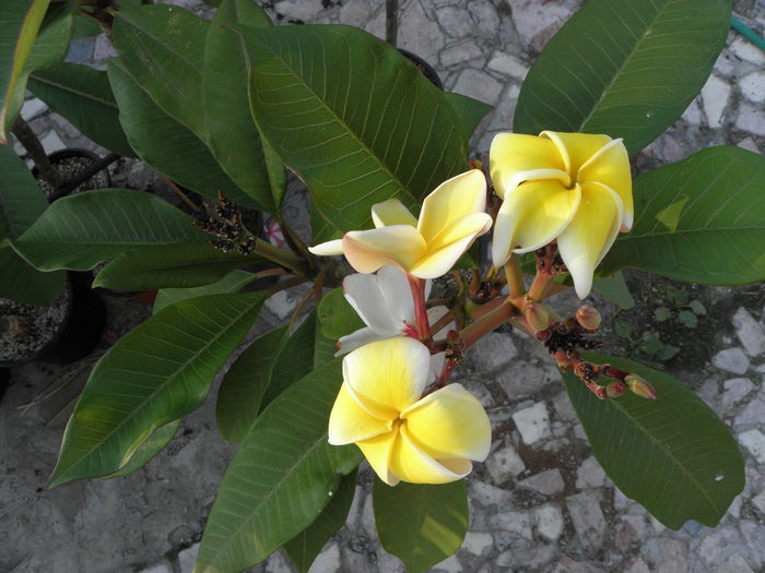 P7130033 - Plumeria - galbena