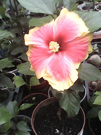 oberon - Hibiscusi si Bougainvillea