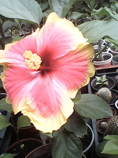 3841 - Hibiscusi si Bougainvillea