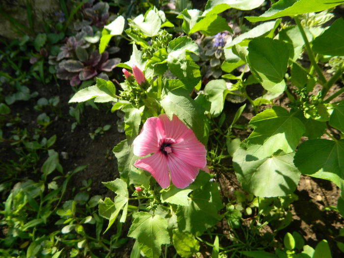 Lavatera trimestris - IULIE 2014