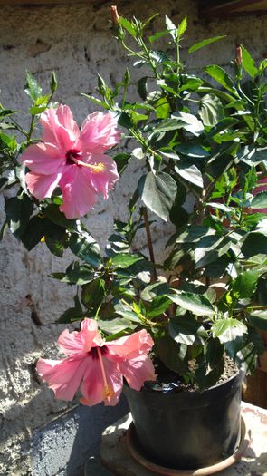 09062014126 - flori 2014