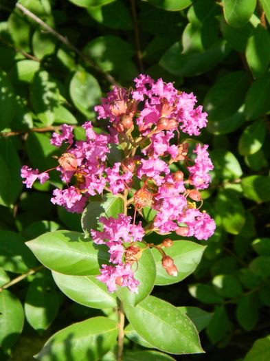 Floare de lagestroemia