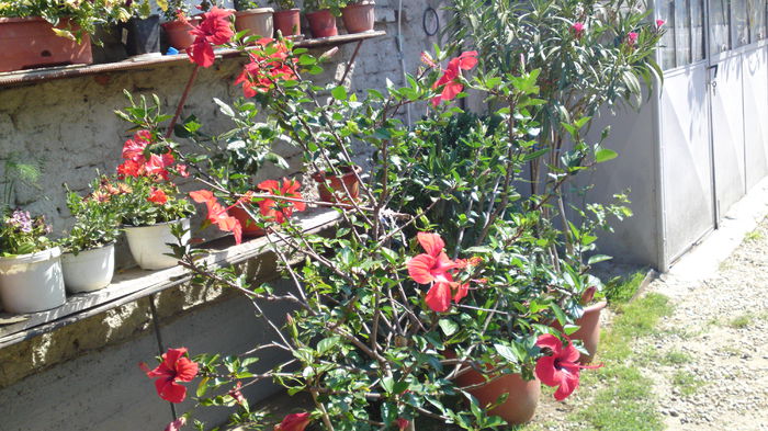 09062014128 - flori 2014
