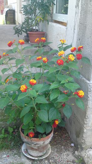 13072014016 - flori 2014