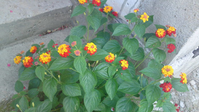 13072014017 - flori 2014
