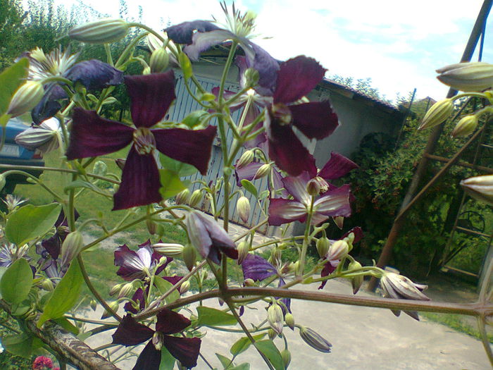 Fotografie2024 - clematis 2014