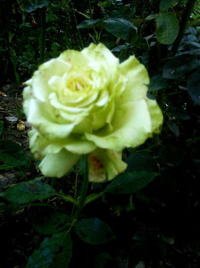Picture 064 - trandafiri mei 2015