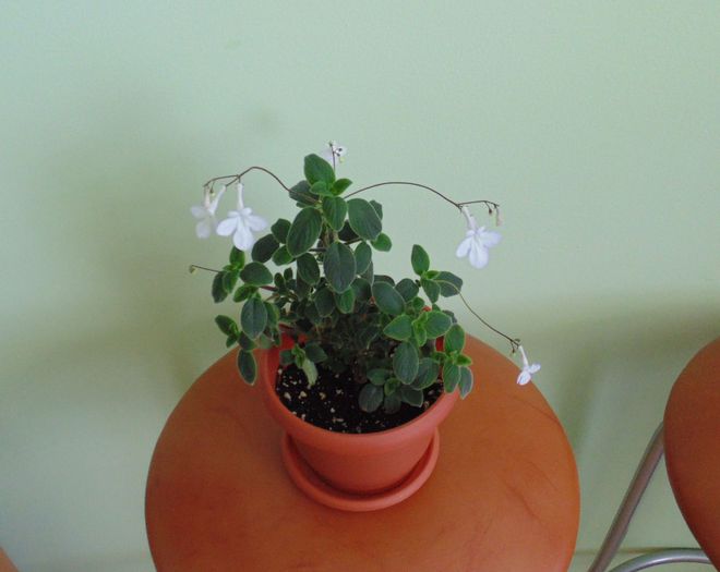 2 iulie 2014 - Streptocarpella 2013 - 2014