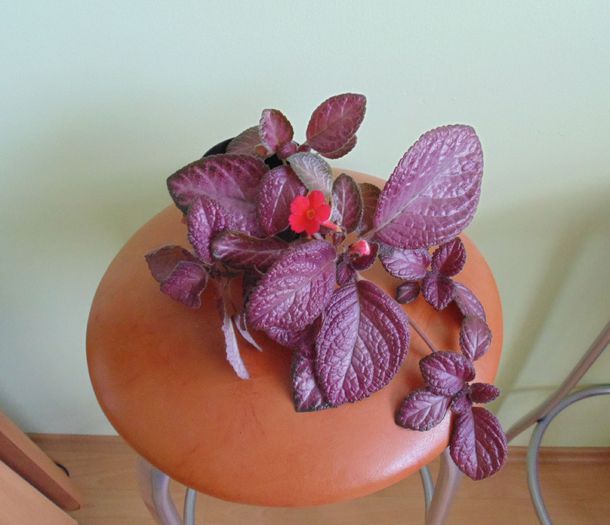 Episcia Country Clown - Country Clown 2014