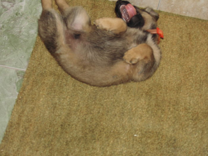 CIMG1399 - poze pentru Marius