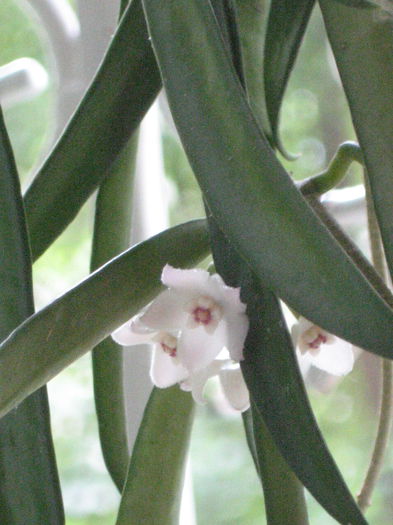 flori sheperdii - hoya