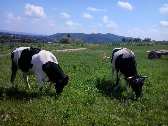 mama in dreapta fiica in stanga - Vacutele mele la pascut 2014