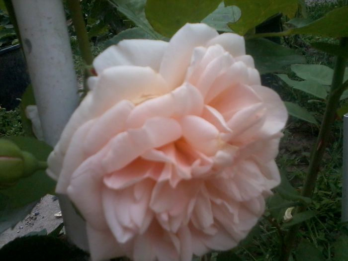 florov30