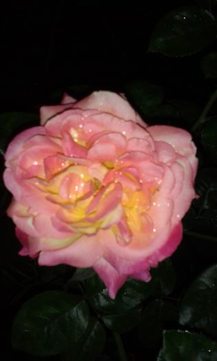20140709_212813 - trandafiri