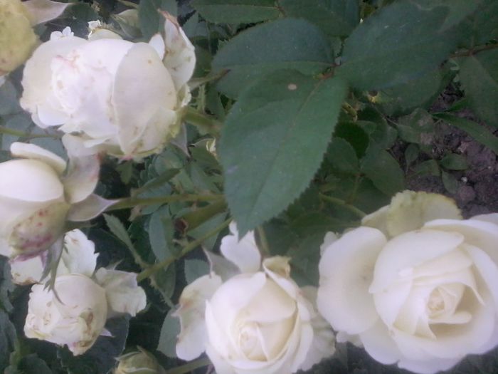 2014-07-06 19.13.22