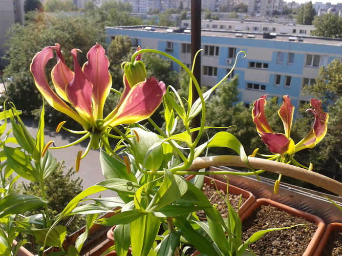 Gloriosa rotschildiana; 14.07.2014
