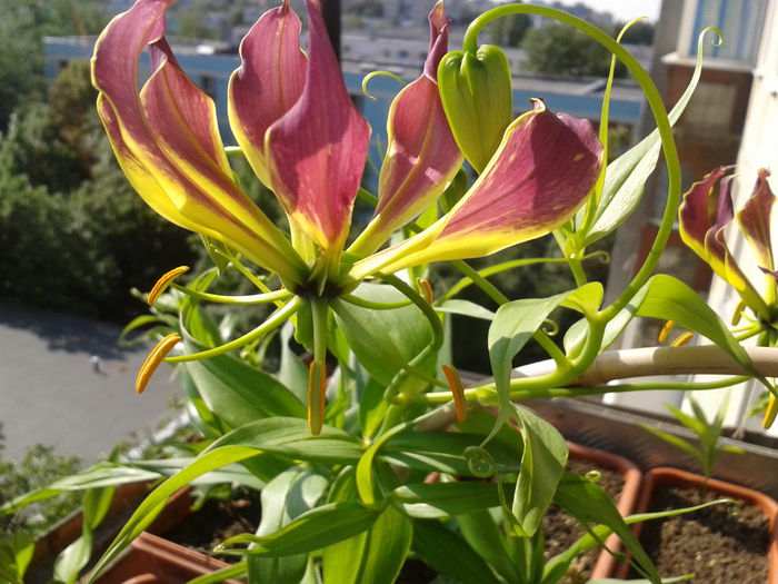 Gloriosa rotschildiana - Gloriosa 2013-2014-2015-2016-2017