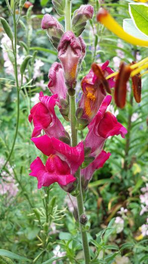 20140712_135403 - Plante in gradina 2014