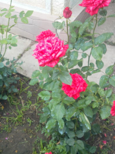 red intuition