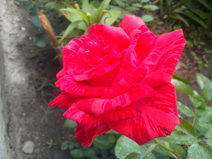 red intuition