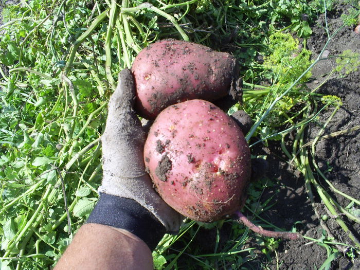 Rosii de Suceava - Cartofi 2014