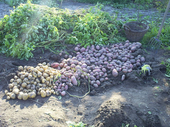 Anuschka si Rosii de Suceava