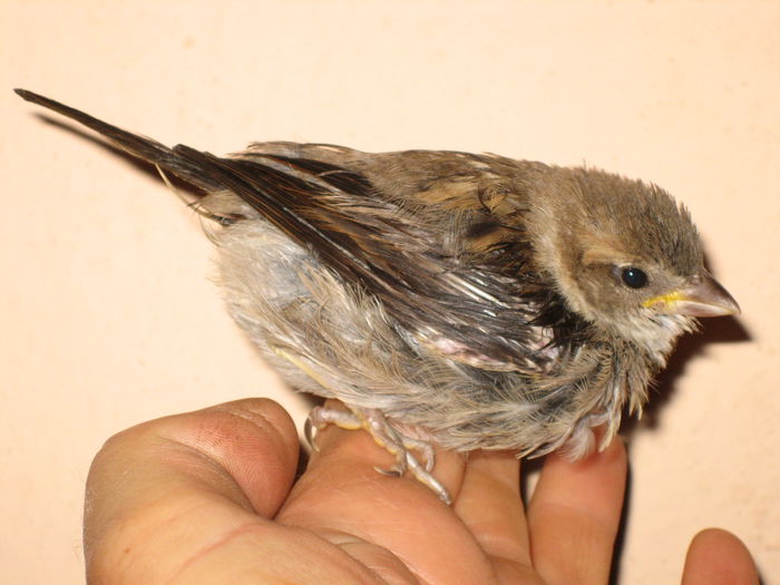 dupa uscare si dupa o noapte la cutie,dimineata si-a luat zborul f.vioi!