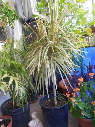 10526634_1511343899083702_584878434_n - OCAZIE VAND DRACENA MARGINATA