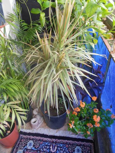 10559256_1511343905750368_864196576_n - OCAZIE VAND DRACENA MARGINATA