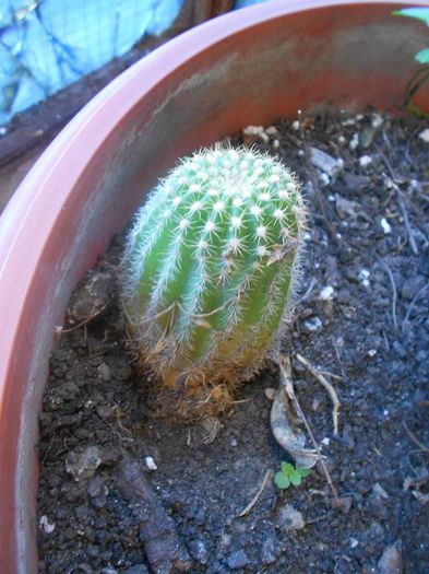 echinocactus grusonii 20