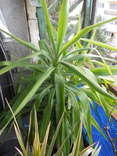Yucca aloifolia 6 ani,1,30 inaltime, 80 ron,negociabil - DE VANZARE