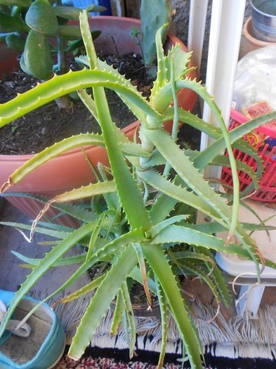 aloe arborescens 25; aloe arborescens 25
