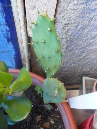 opuntia ficus indica 15 ron,fructe comestibile!; opuntia ficus indica 15 ron,fructe comestibile!
