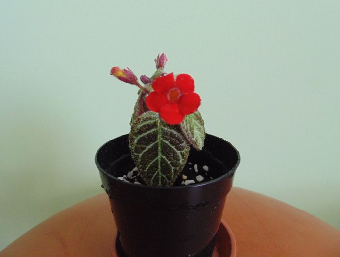 DSC02626 - Episcia Silver Dust 2014