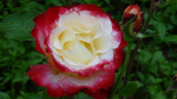 DSC03018 - h-trandafiri2014-1