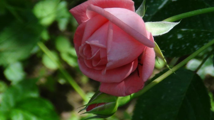 DSC03097 - h-trandafiri2014-1
