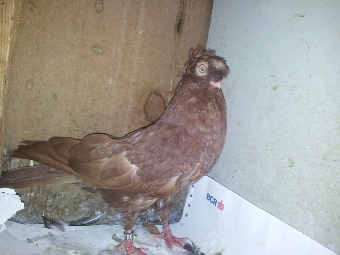 20140713_163104 - pui 2014 BM