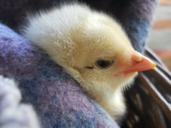 001 - zi de vara la tzara