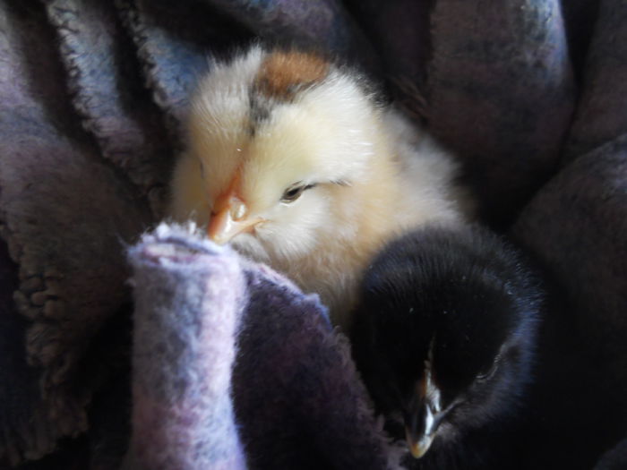 004 - zi de vara la tzara