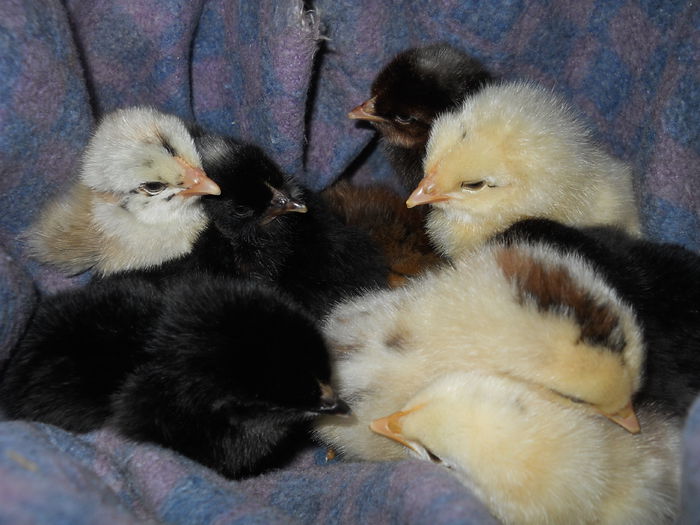 006 - zi de vara la tzara