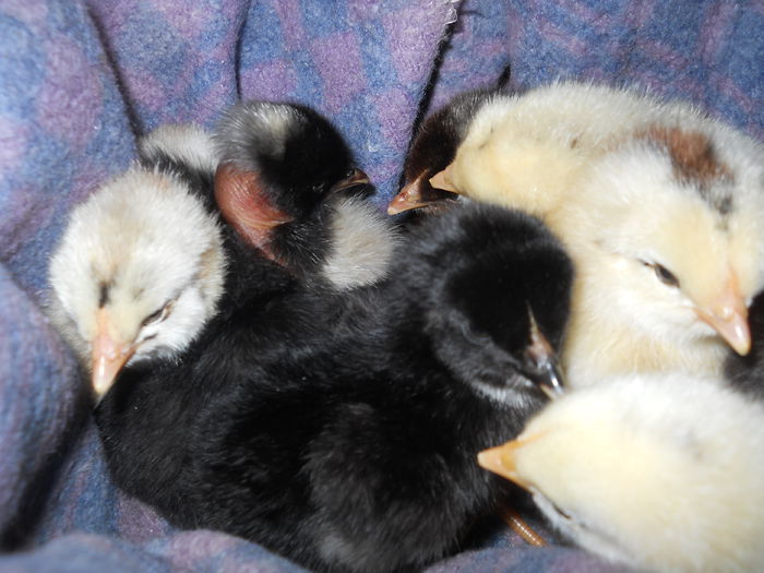 007 - zi de vara la tzara