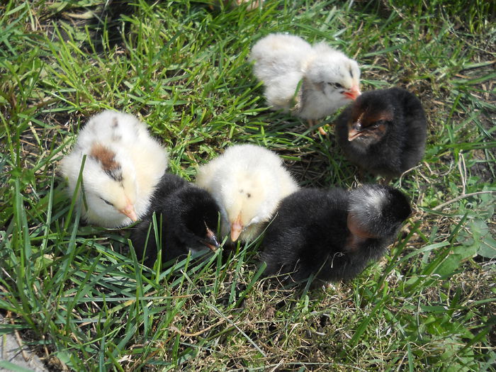 012 - zi de vara la tzara