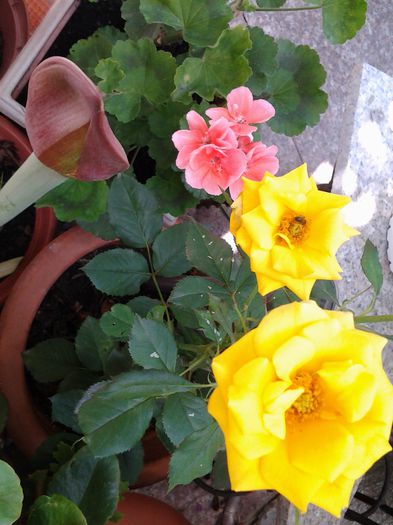 20140714_131750 - iulie 2014