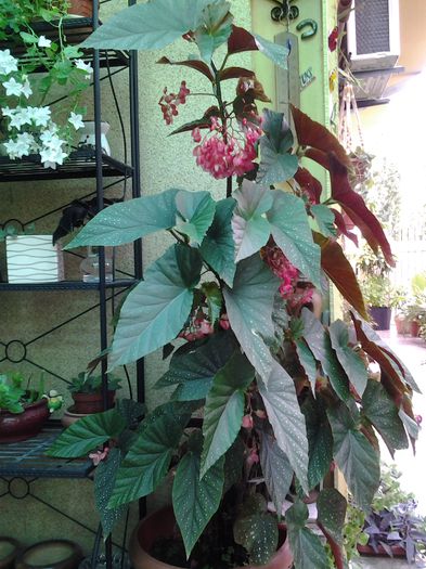 mandrul meu plaman - iulie 2014