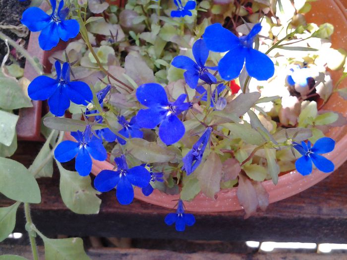 20140714_131703 - iulie 2014