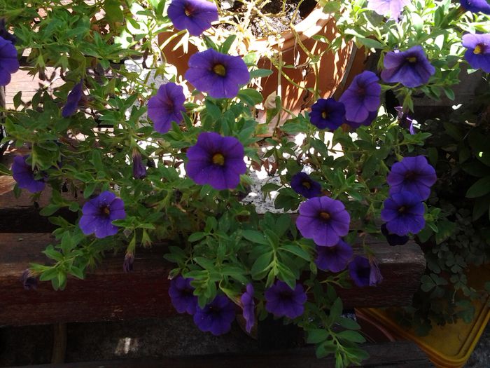 20140714_131651 - iulie 2014