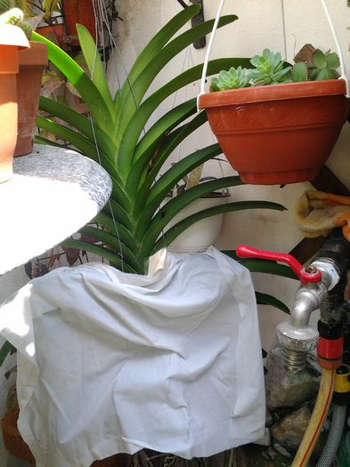 vande cu fustite - iulie 2014