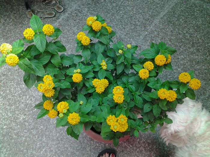 20140714_152553 - iulie 2014