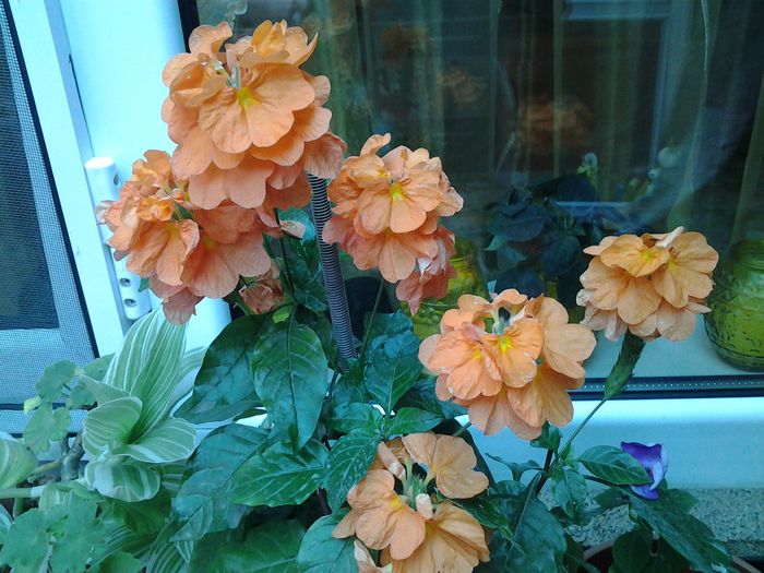 20140714_152635 - iulie 2014