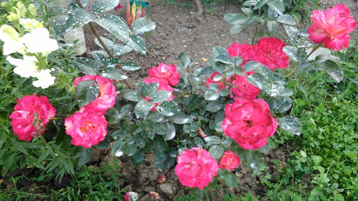 DSC_0582 - TRANDAFIRI 2014 IV